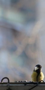 Animals,Bird,Window,Tit,Titica,Glass