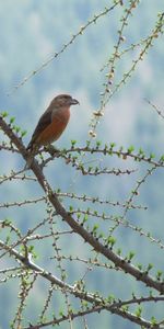 Animals,Bird,Wood,Sit,Tree,Branch