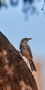 Кора,Дерево,Дрозд,Животные,Птица