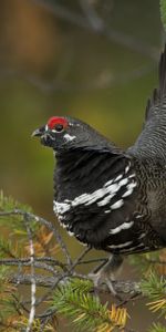 Animales,Madera,Árbol,Rama,Urogallo Canadiense,Salvaje Canadiense,Pájaro