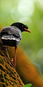 Animaux,Bois,Arbre,Montée,Grimper,Branche,Oiseau