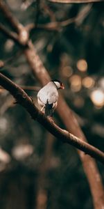 Animals,Bird,Wood,Tree,Branch,Exotic,Wildlife