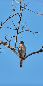 Animals,Bird,Wood,Tree,Branch,Predator,Falcon