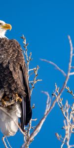 Bois,Arbre,Branches,Animaux,Prédateur,Aigle,Oiseau