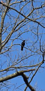 Animaux,Bois,Arbre,Branches,Oiseau,Corbeau