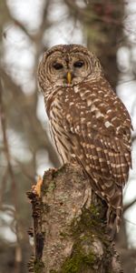 Animaux,Bois,Arbre,Chouette Hulotte,Plumes,Oiseau,Hibou,Chouette