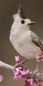 Animaux,Oiseaux