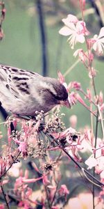 Animals,Birds