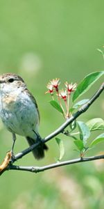 Animales,Birds