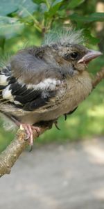 Animaux,Oiseaux