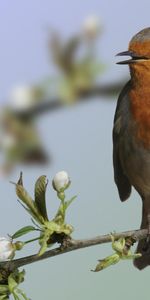 Animaux,Oiseaux