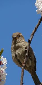 Animaux,Oiseaux