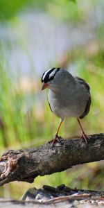 Animales,Birds