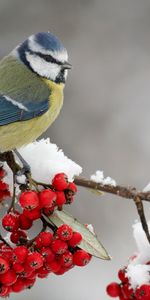 Animals,Birds