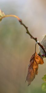 Animaux,Oiseaux