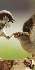 Animals,Birds