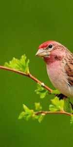 Animaux,Oiseaux