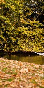 Animals,Birds,Autumn,Leaves,Swans