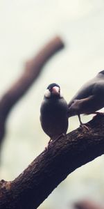 Animals,Birds,Blur,Branch,Smooth