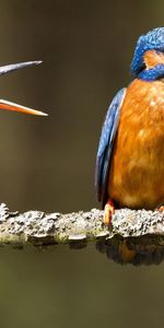 Branche,Pousser Un Cri,Pleurer,Martins Pêcheurs,Animaux,Oiseaux