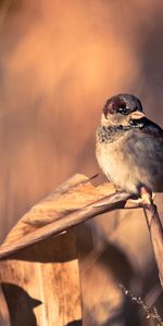 Animals,Birds,Branch,Sparrows,Pair,Couple