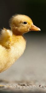 Birds,Polluelos,Animales