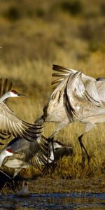 Animales,Birds,Vuelo,Rebaño,Grúas