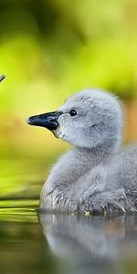 Animaux,Canards,Oiseaux