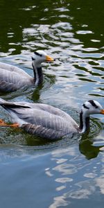 Animaux,Canards,Oiseaux