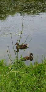 Animaux,Oiseaux,Canards