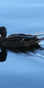 Animaux,Oiseaux,Canards