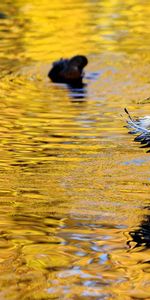 Animaux,Canards,Oiseaux