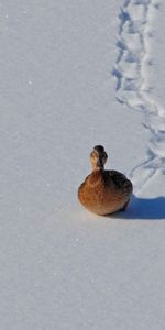 Animaux,Oiseaux,Canards