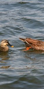 Animaux,Oiseaux,Canards