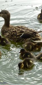 Animaux,Canards,Oiseaux