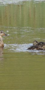 Canards,Animaux,Oiseaux