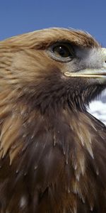 Animaux,Eagles,Oiseaux