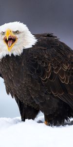 Animales,Birds,Eagles