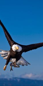 Eagles,Birds,Animales