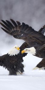 Animals,Birds,Eagles