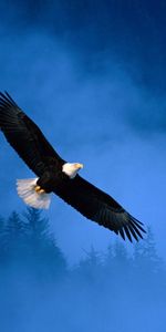 Eagles,Animaux,Oiseaux