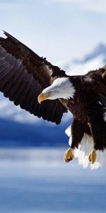 Animales,Eagles,Birds