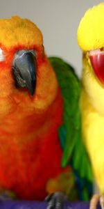 Animals,Birds,Endaya,Yendaya,Parrots,Couple