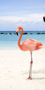 Animaux,Oiseaux,Flamingo