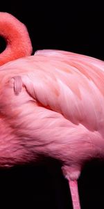 Animaux,Flamingo,Oiseaux