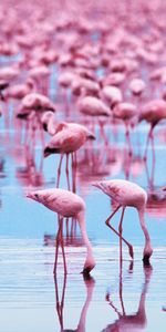 Animals,Birds,Flamingo