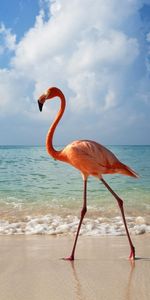 Animaux,Oiseaux,Flamingo