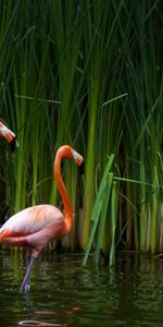 Animals,Birds,Flamingo