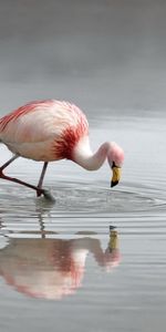 Birds,Flamenco,Animales