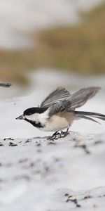 Animals,Birds,Flight,Three,Sweep,Sparrows,Wave